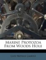 Marine Protozoa from Woods Hole