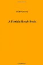A Florida Sketch-Book by 