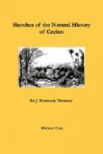 Sketches of Natural History of Ceylon by J. Emerson Tennent