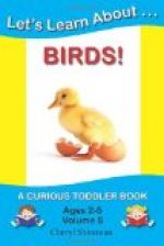 The Curious Book of Birds by 