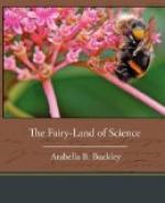 The Fairy-Land of Science by 