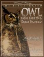 Barred Owl/Strix Varia by 