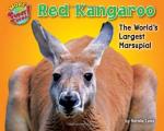 Red Kangaroos by 