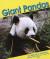 Giant Panda Bear Student Essay and Encyclopedia Article