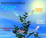 How Light Affects the  Rate of Photosynthesis Affected by 