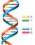 Lambda DNA Lab Student Essay, Encyclopedia Article, and Encyclopedia Article