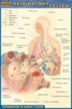 The Respiratory System by 