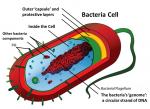 Bacterial Transformation by 