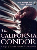 California Condor by 