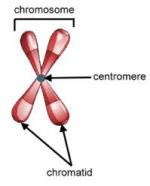Chromosome Structure and Morphology by 