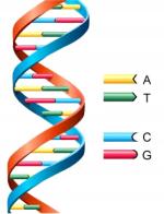 Deoxyribose Nucleic Acid by 