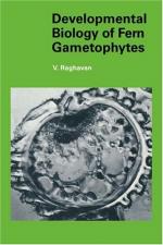 Gametophyte by 