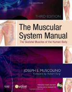 Muscular System by 