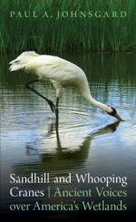 Whooping Crane by 
