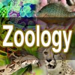 Zoology by 