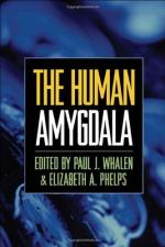 Amygdala by 
