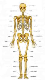 Bone (Skeleton)