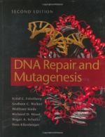 DNA repair by 
