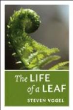 Leaves of Life by 
