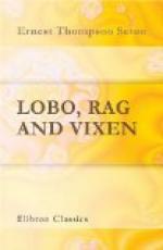 Lobo, Rag and Vixen by Ernest Thompson Seton
