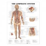 Lymphatic system by 