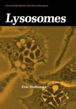 Lysosome by 
