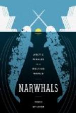 Narwhal by 