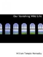 Our Vanishing Wild Life by William Temple Hornaday
