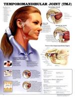 Temporomandibular joint by 