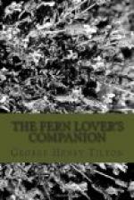 The Fern Lover's Companion by 