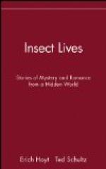 The Life-Story of Insects by 